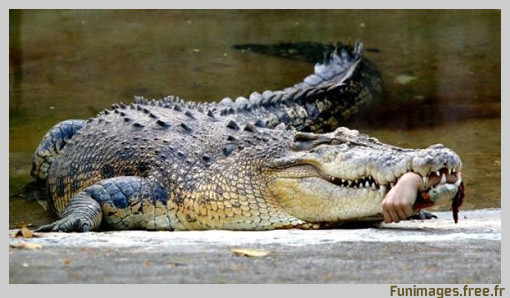 funimages image photo insolite extreme crocodile eau nage mer ocean reptile